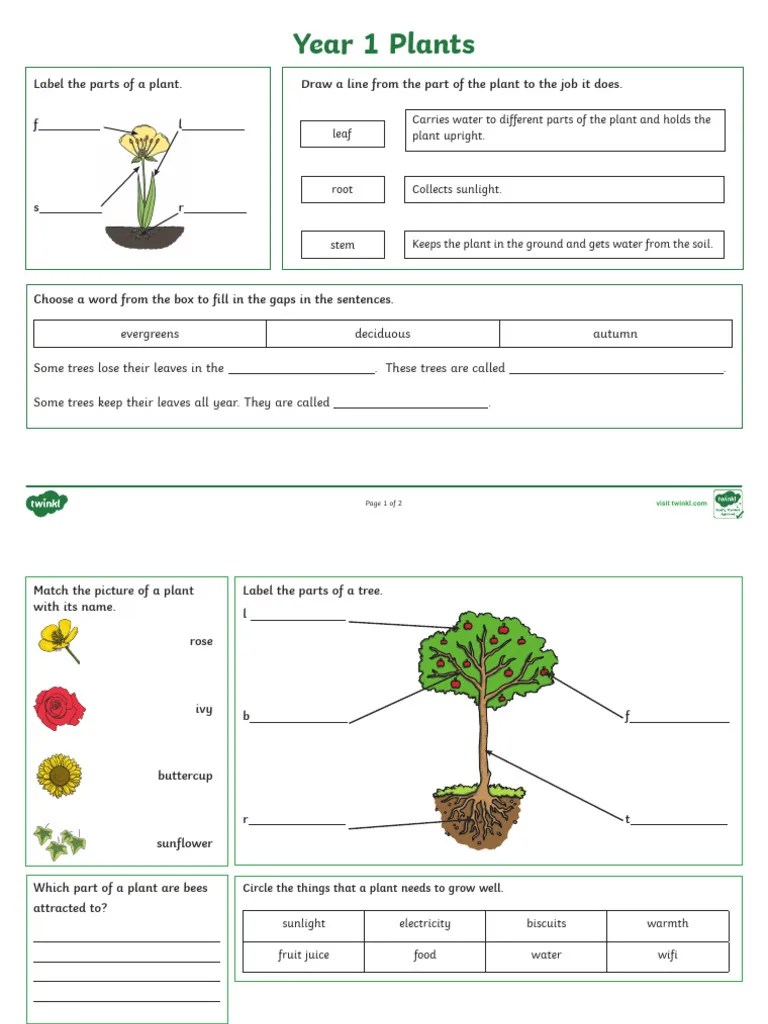 Year 1 Plants Revision Activity Mat | PDF