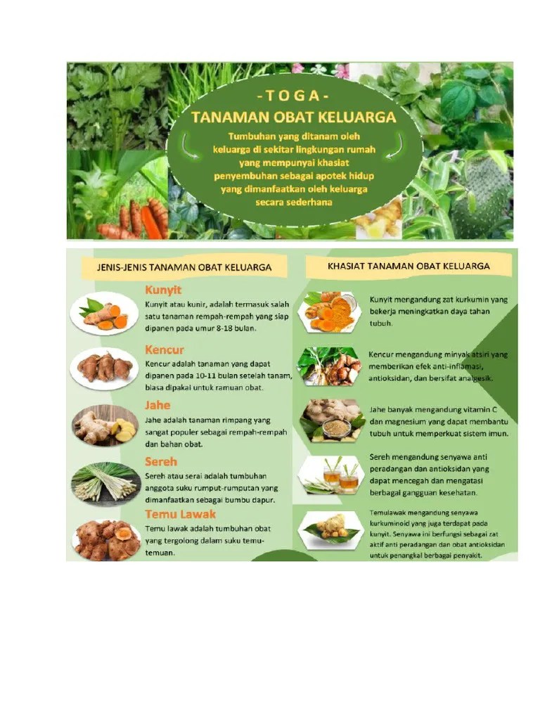 Poster nama tanaman toga