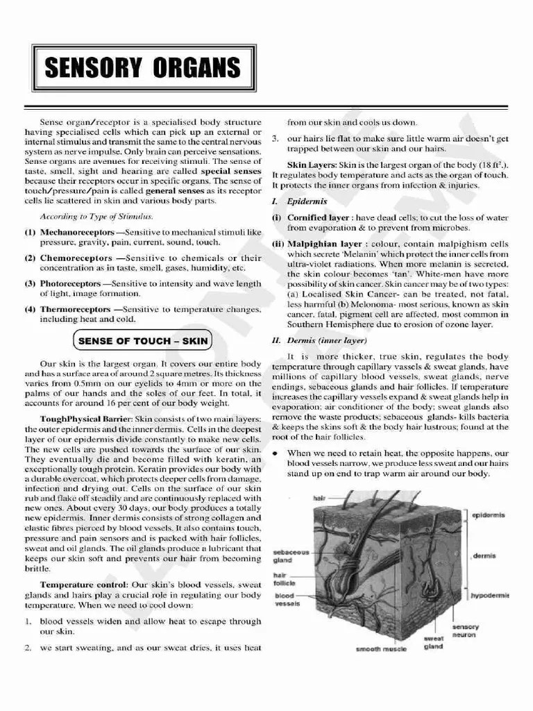 Sensory Organs | PDF