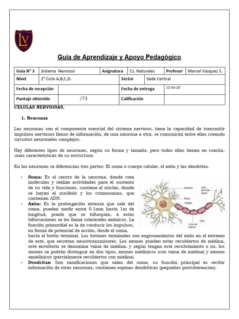 Guia Sistema Nervioso II NIVEL | PDF | Neurona | Sistema Nervioso
