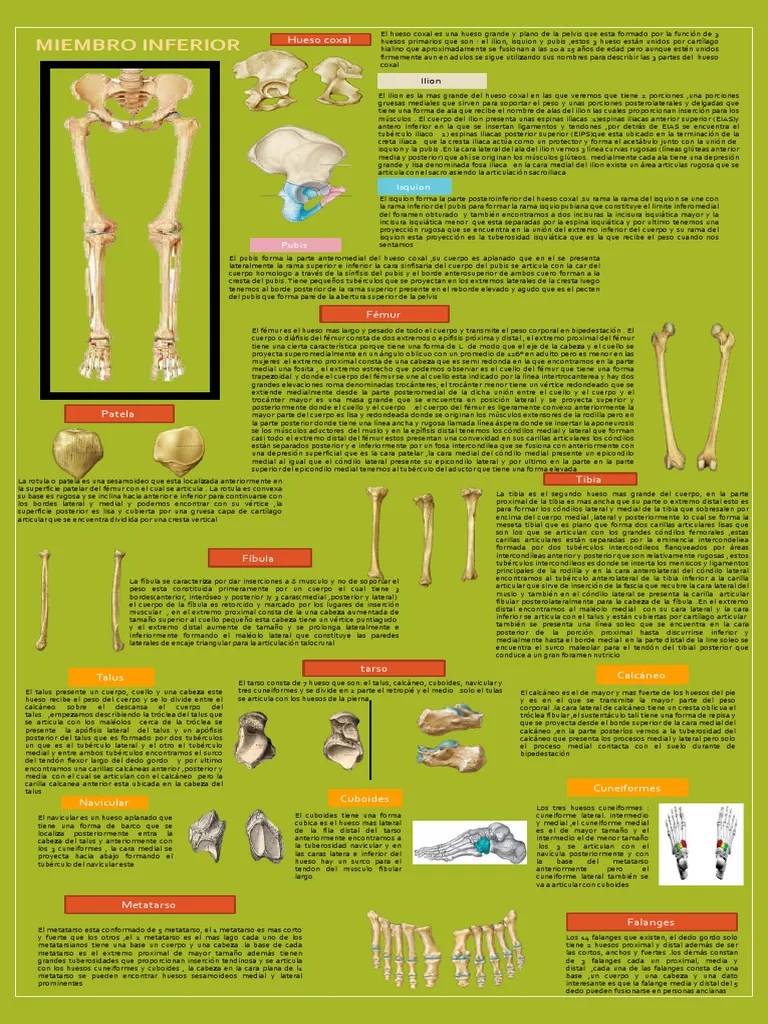 Miembro Inferior | PDF | Sistema Musculoesquelético | Sistema Esquelético