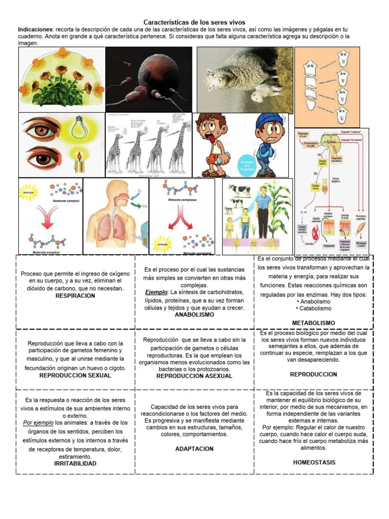 Caracteristicas De Los Seres Vivos | PDF | Organismos | Reproducción