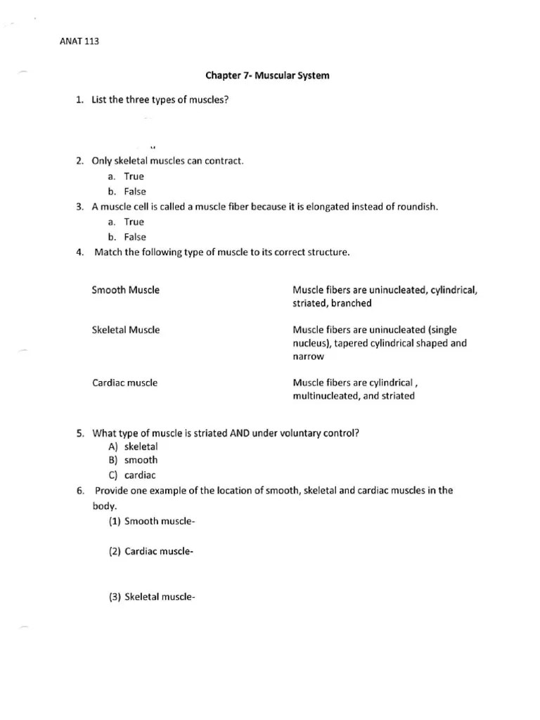 Muscular system worksheet