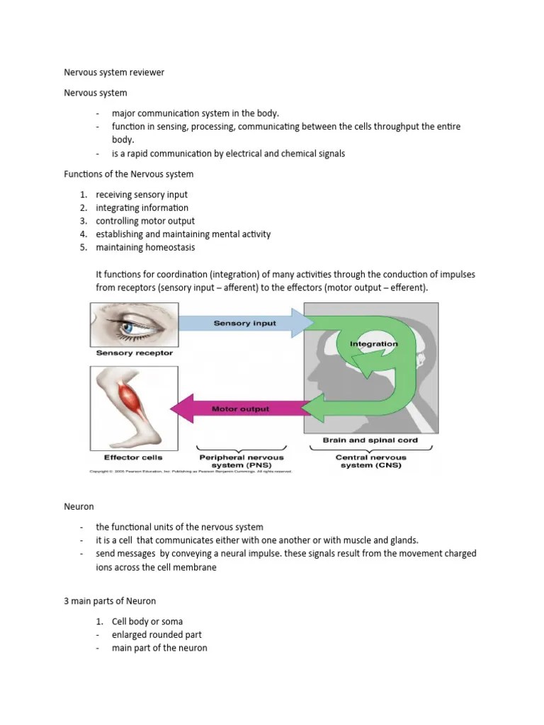 Nervous System Reviewer | PDF