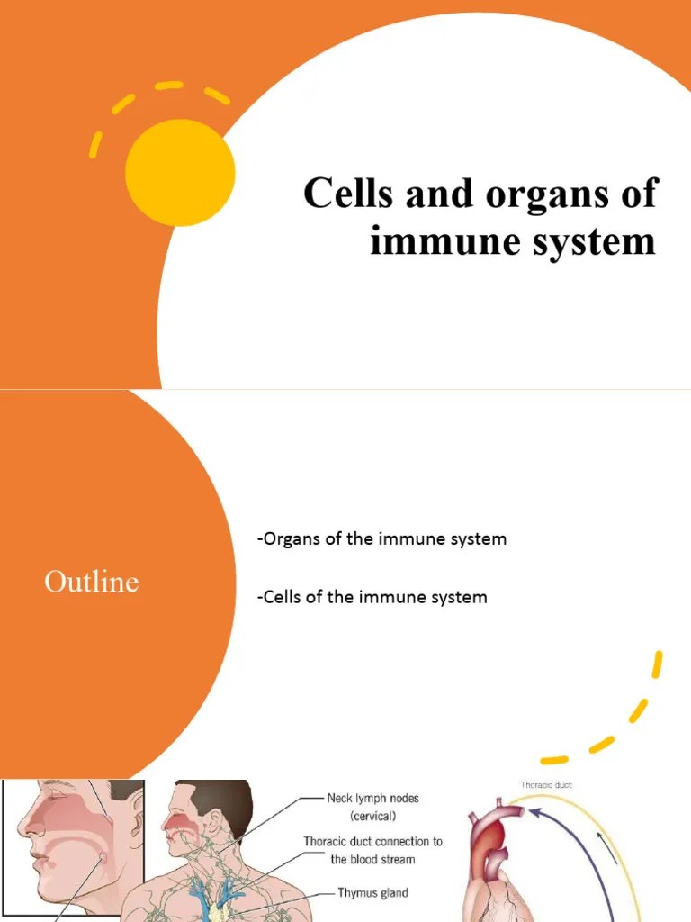 Cells And Organs Of Immune System New | PDF