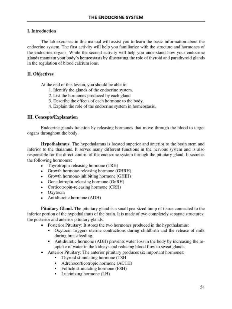 Manual Endocrine System | PDF