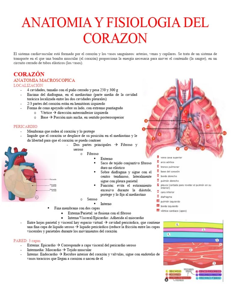 1 Anatomia Y Fisiologia Del Corazon | PDF | Corazón | Ventrículo (corazón)