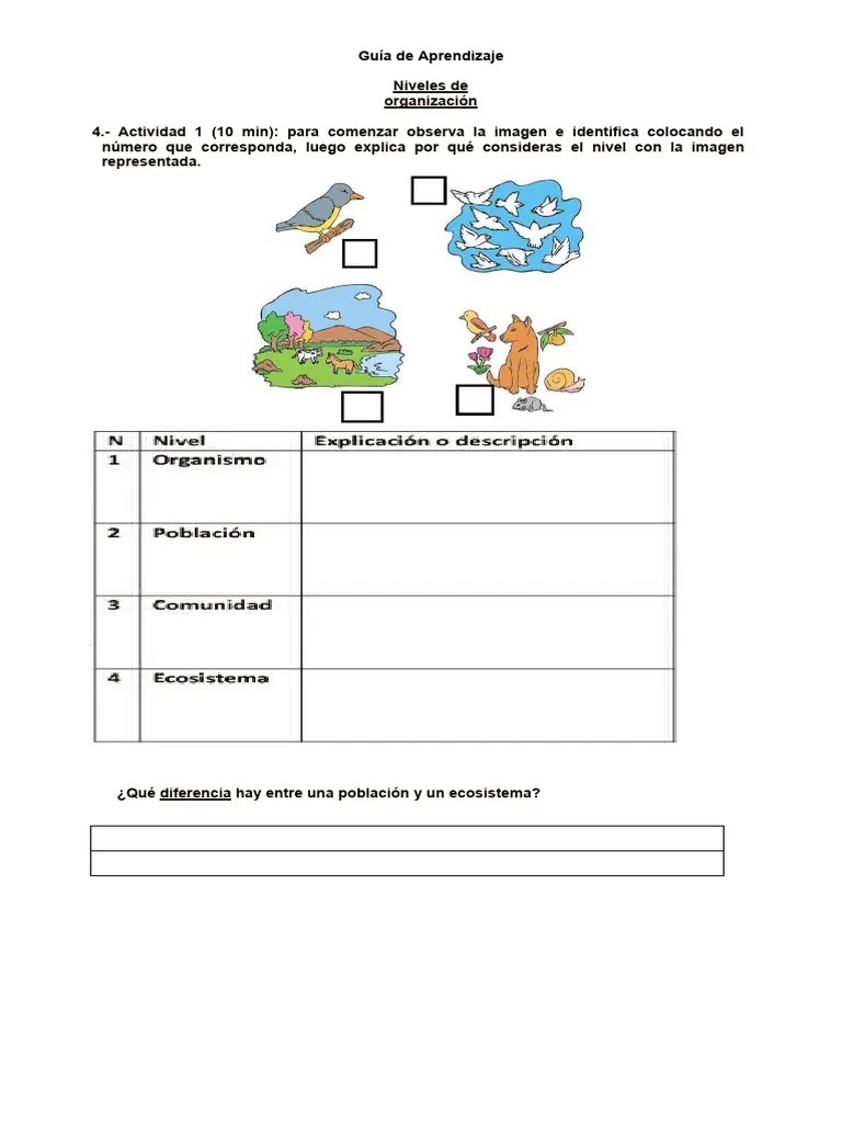 Niveles_de_organización | PDF