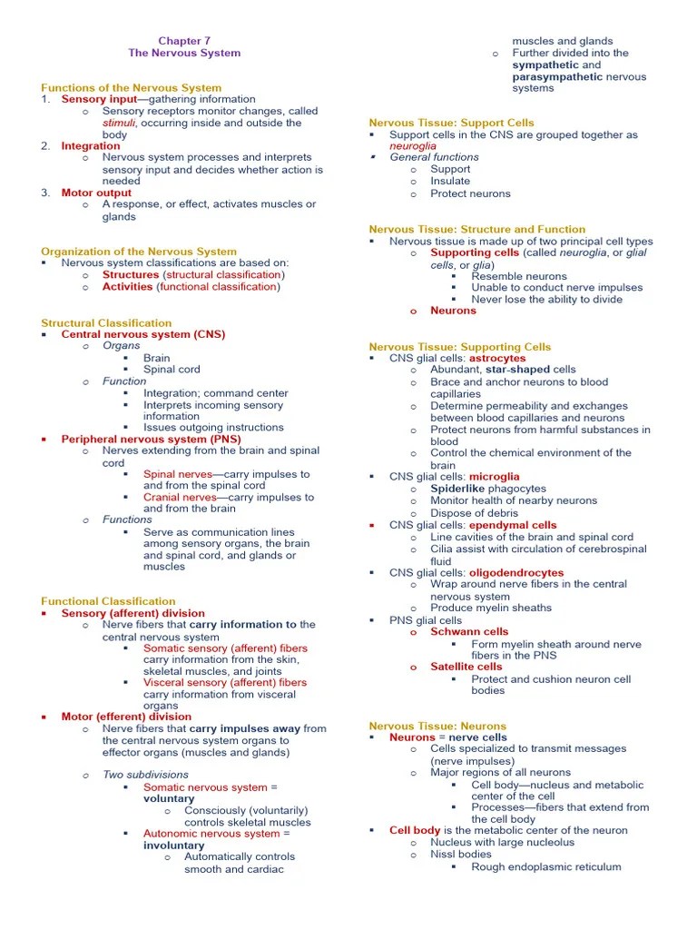 Pearson Nervous System Reviewer | PDF | Axon | Neuron