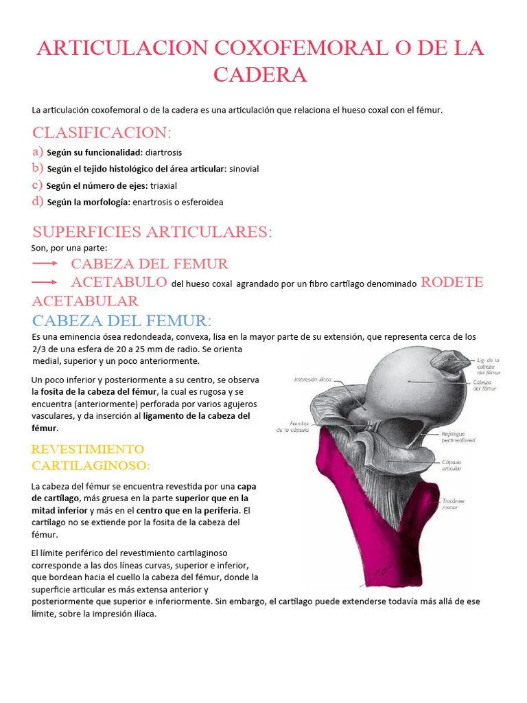 Articulacion Coxofemoral | PDF | Articulación | Anatomía Humana