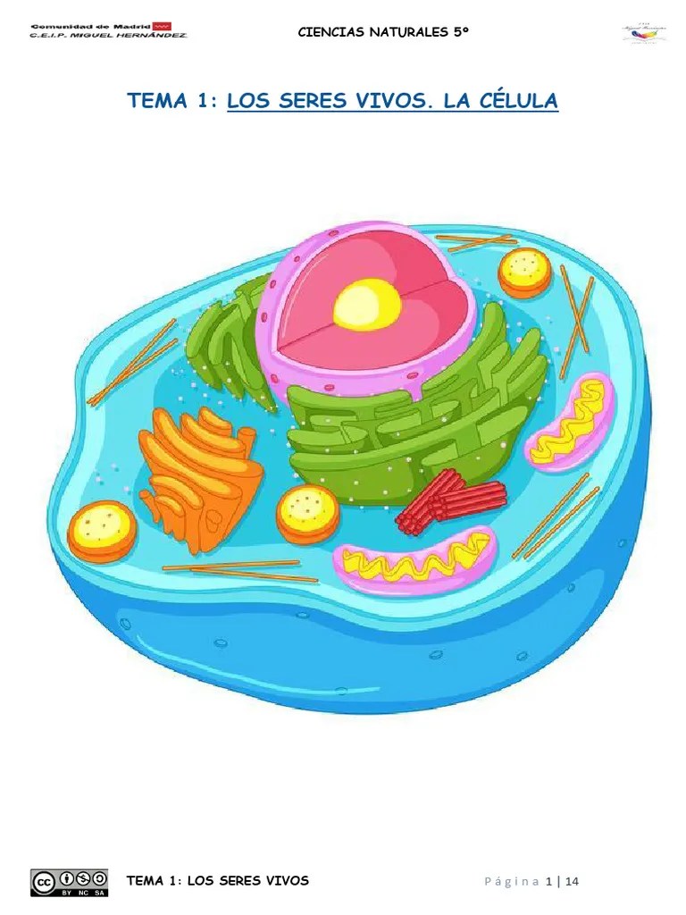 TEMA 1 LOS SERES VIVOS 5op | PDF | Biología Celular) | Citoplasma