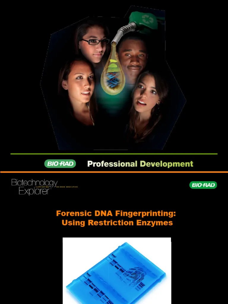 Forensic DNA Fingerprinting Using Restriction Enzymes | PDF | Gel Electrophoresis | Agarose Gel ...