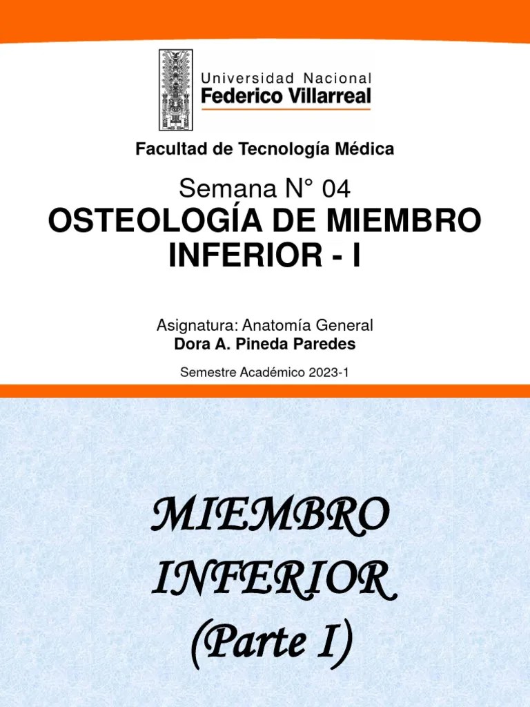 Clase 4 - Miembro Inferior I | PDF | Pelvis | Extremidades (anatomía)