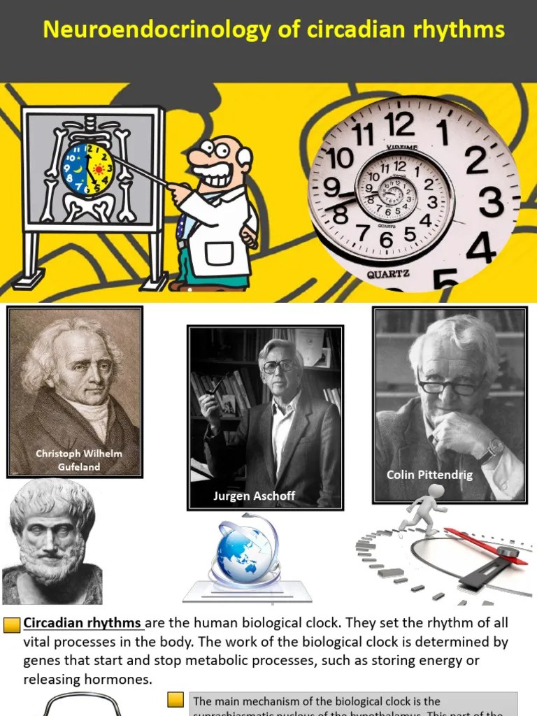 Neuroendocrinology of circadian rhythms