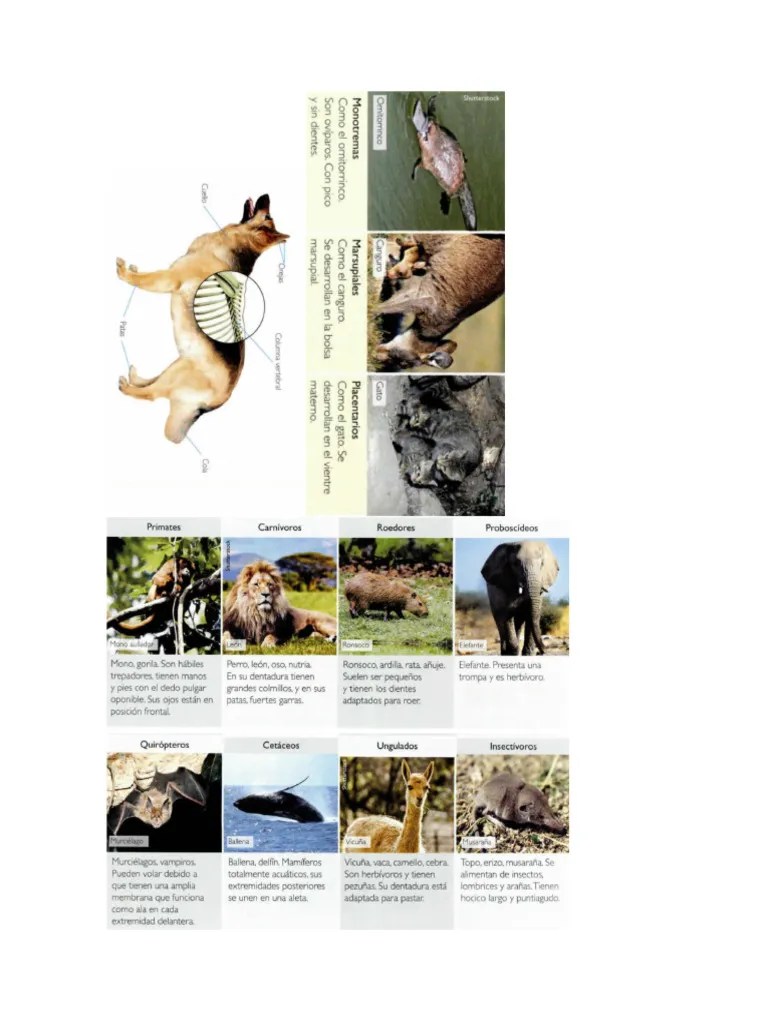 Características Comunes De Los Mamíferos | PDF