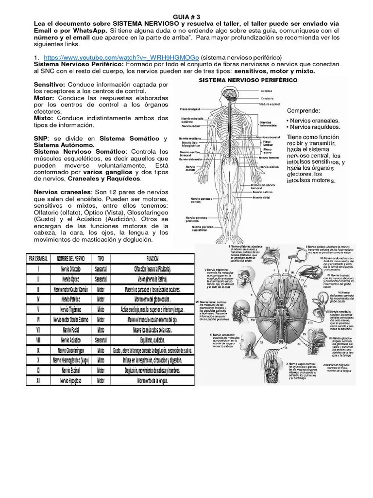 Guia 3 Ciencias Naturales Grado 8° | PDF | Nervio | Sistema Nervioso