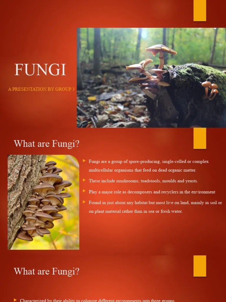Group 3-Fungi Presentation | PDF | Fungus | Organisms