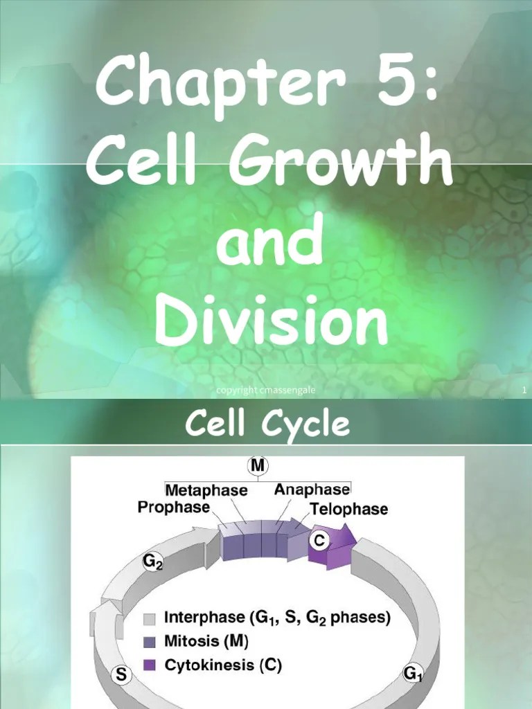 Cell Cycle Cell Division | PDF | Meiosis | Mitosis