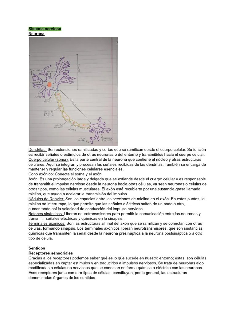 Sistema Nervioso | PDF | Sinapsis | Neurona