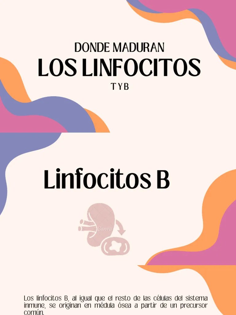 Donde Maduran Los Linfocitos T Y B | PDF | Célula T | Linfocitos