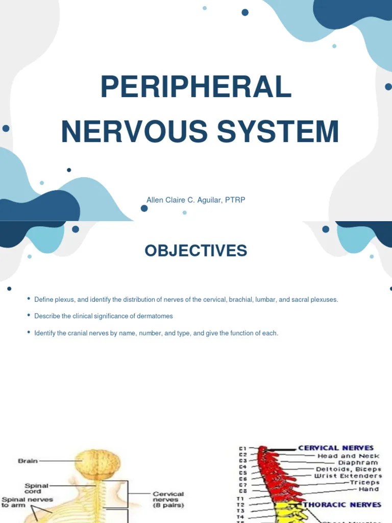 Nervous System 2 | PDF | Autonomic Nervous System | Nerve