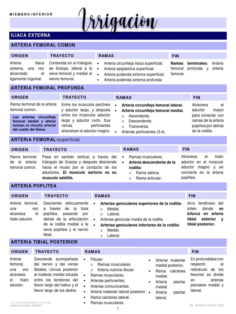 Irrigación Miembro Inferior (Ap) | PDF | Anatomía Humana | Extremidades (anatomía)
