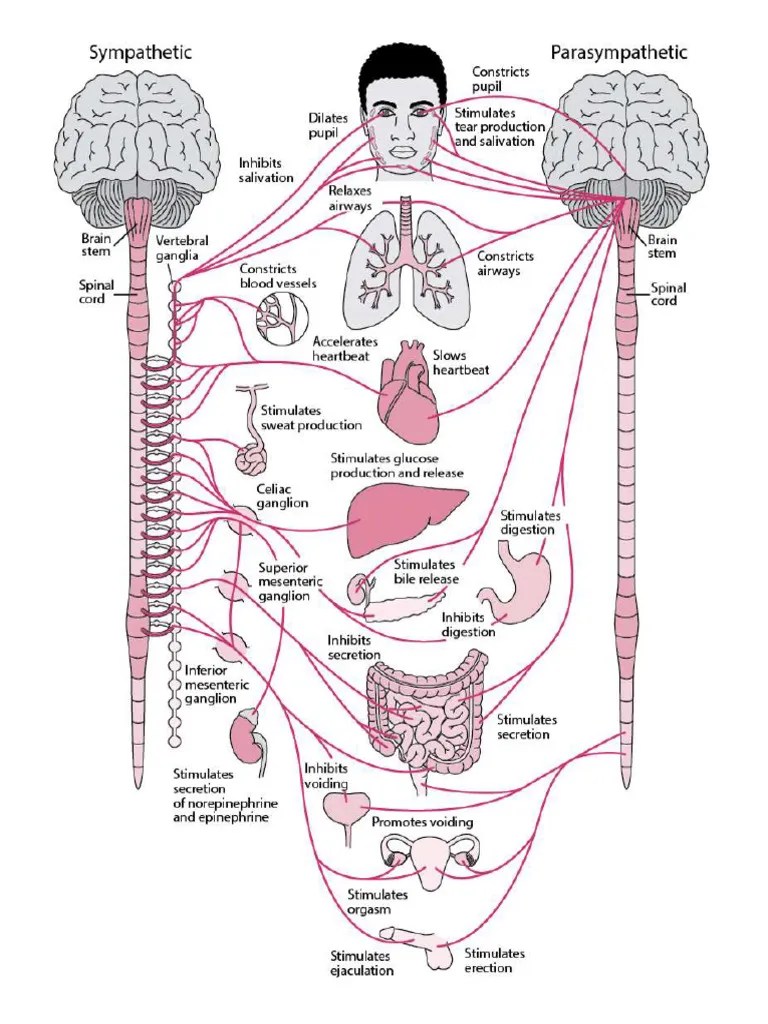 Autonomic Nervous System | PDF