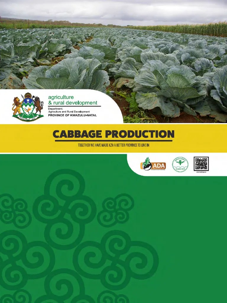 Cabbage-Production English | PDF