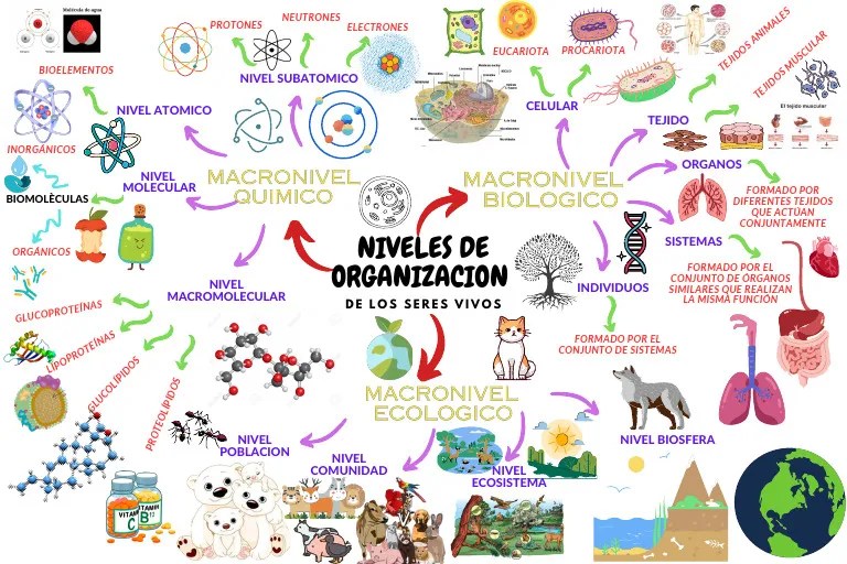 Niveles De Organización De Los Seres Vivos | PDF | Organismos | Biología