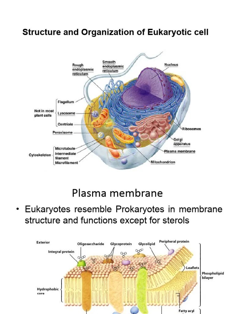 1.3 Eukaryotic Cel Structure And Organization | PDF | Fungus | Chloroplast