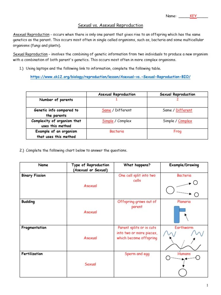 Worksheet - Sexual And Asexual Reproduction - Answers | PDF | Sexual ...