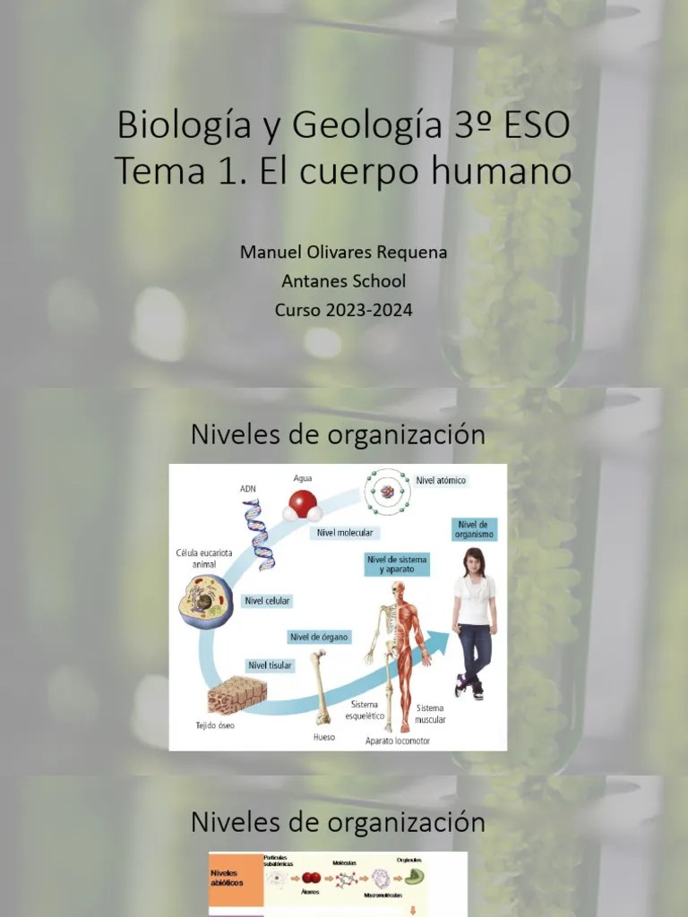 ByG_3 ESO_1 Niveles De Organización | PDF | Biomoléculas | Carbohidratos