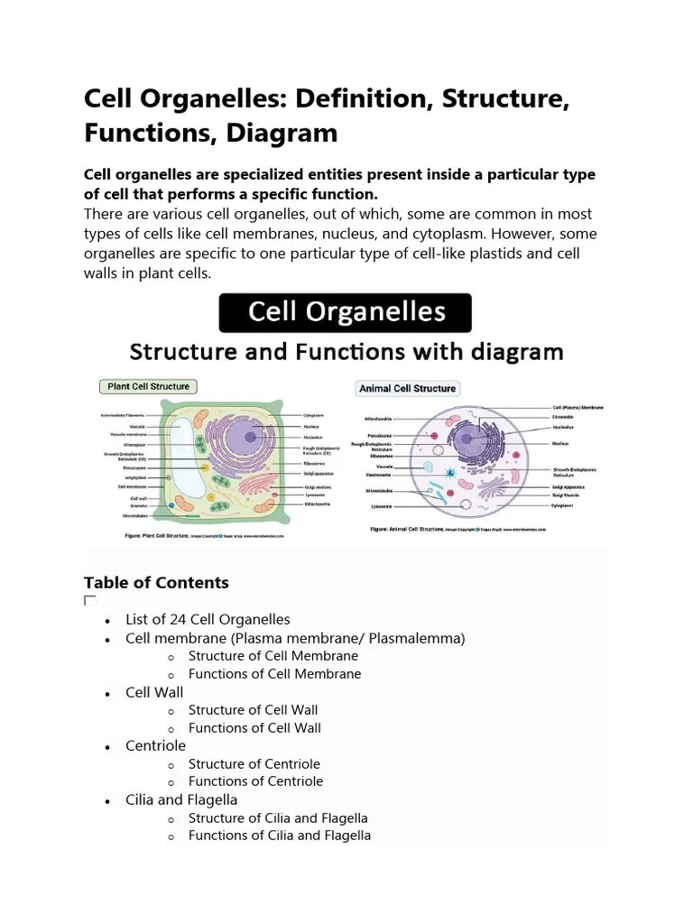 Structure And Function Of Cell Organelles 2 | PDF | Endoplasmic Reticulum | Cell (Biology)