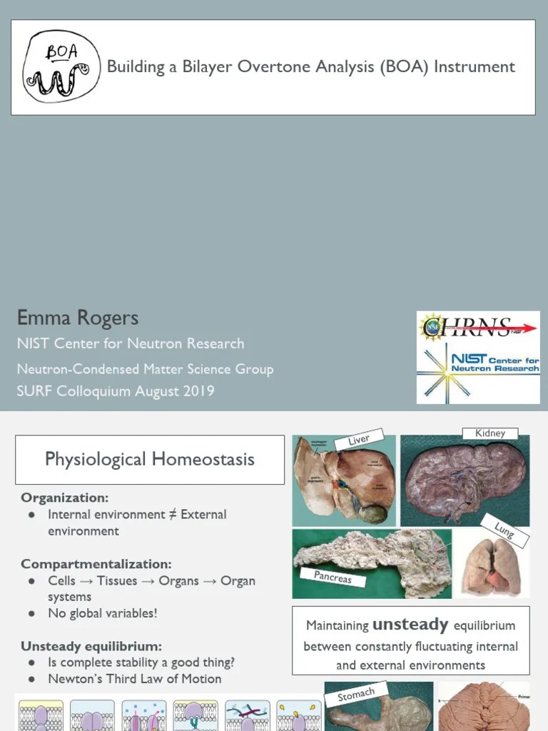 5 Emma Rogers | PDF | Lipid Bilayer | Chemistry