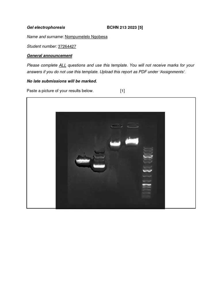 Gel Electrophoresis Assignment 2023 - Part 1-1 | PDF