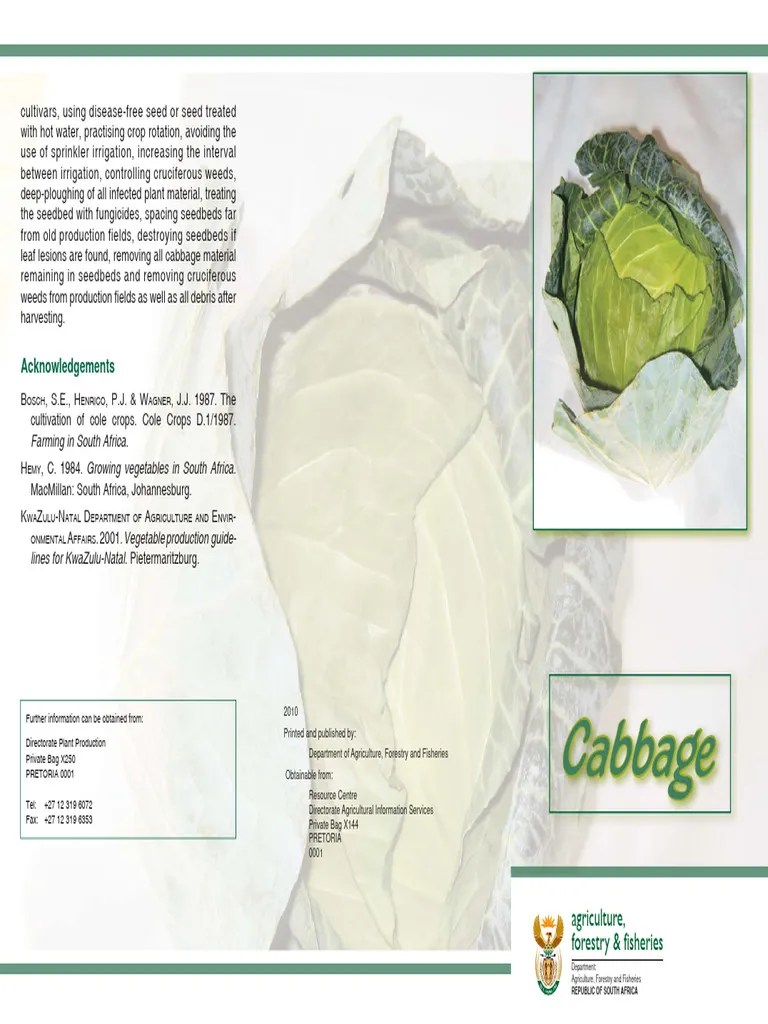 Brochure Cabbage | PDF | Cabbage | Soil