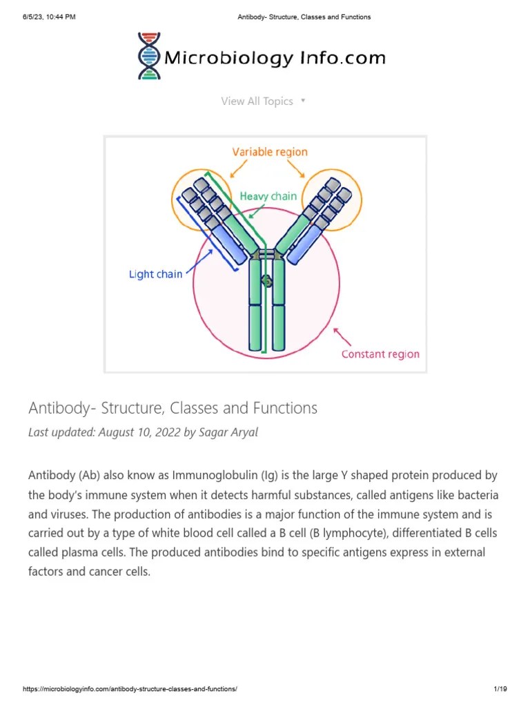 Antibody - Structure, Classes And Functions | PDF | Antibody | Medical Specialties