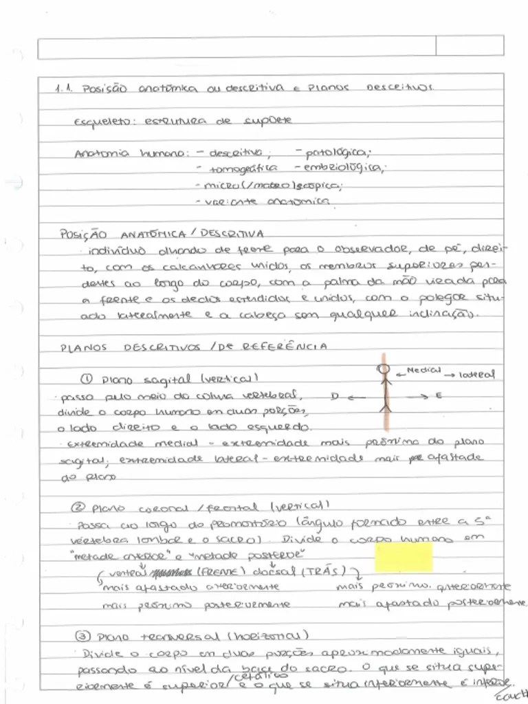 Anatomia 1 Semestre | PDF