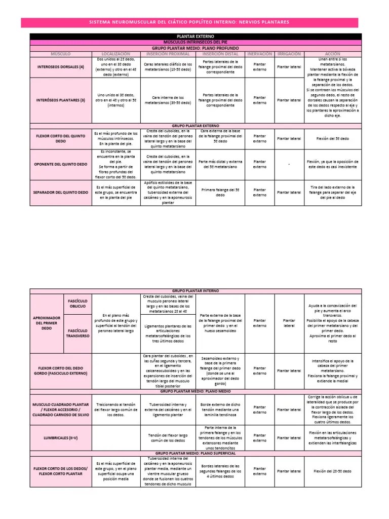 Musculos Miembro Inferior | PDF | Pie | Dedo Del Pie