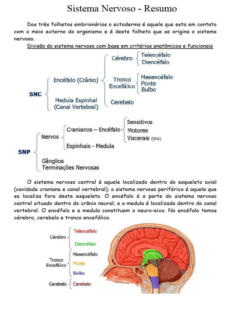 Sistema Nervoso - Resumo | PDF | Nervo | Sistema Nervoso Central