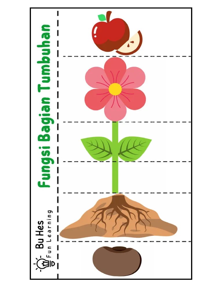 Mengenal Fungsi Bagian Tumbuhan | PDF