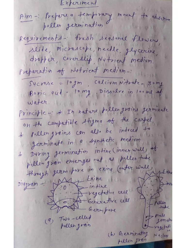 Pollen Grain Germination Experiment .... | PDF