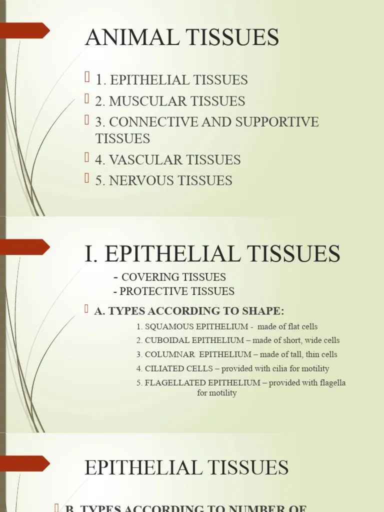 Tissues Animal 2 | PDF | Epithelium | Human Body