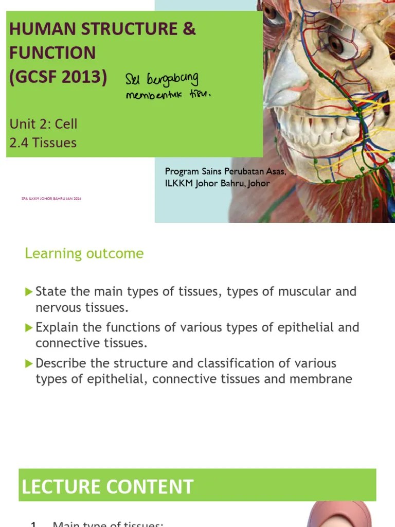 UNIT 2.4 Tissues | PDF | Epithelium | Connective Tissue