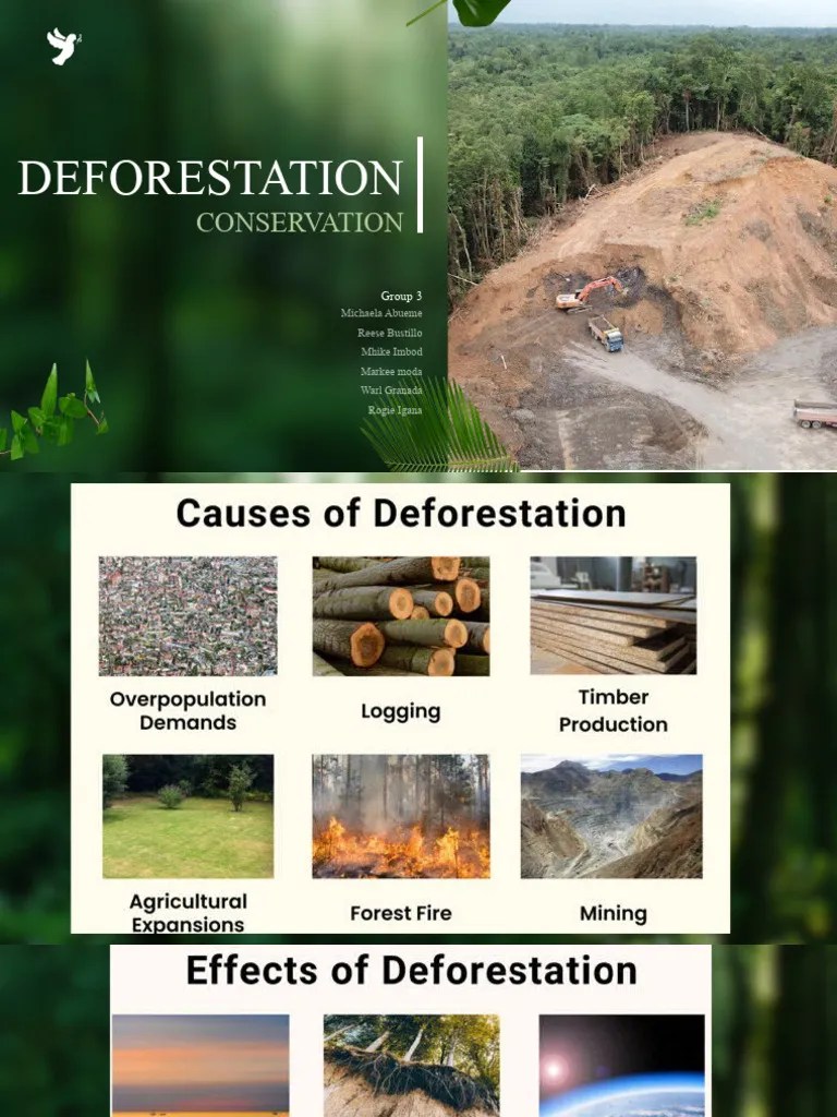 Deforestation | PDF