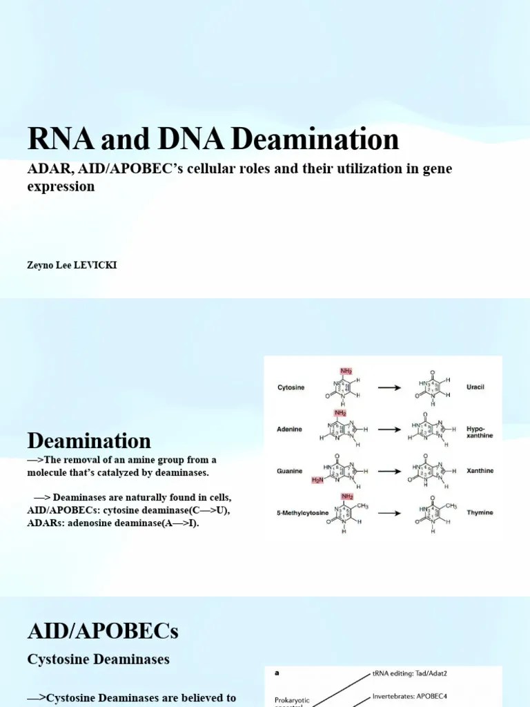 RNA Editing | PDF | Dna | Rna