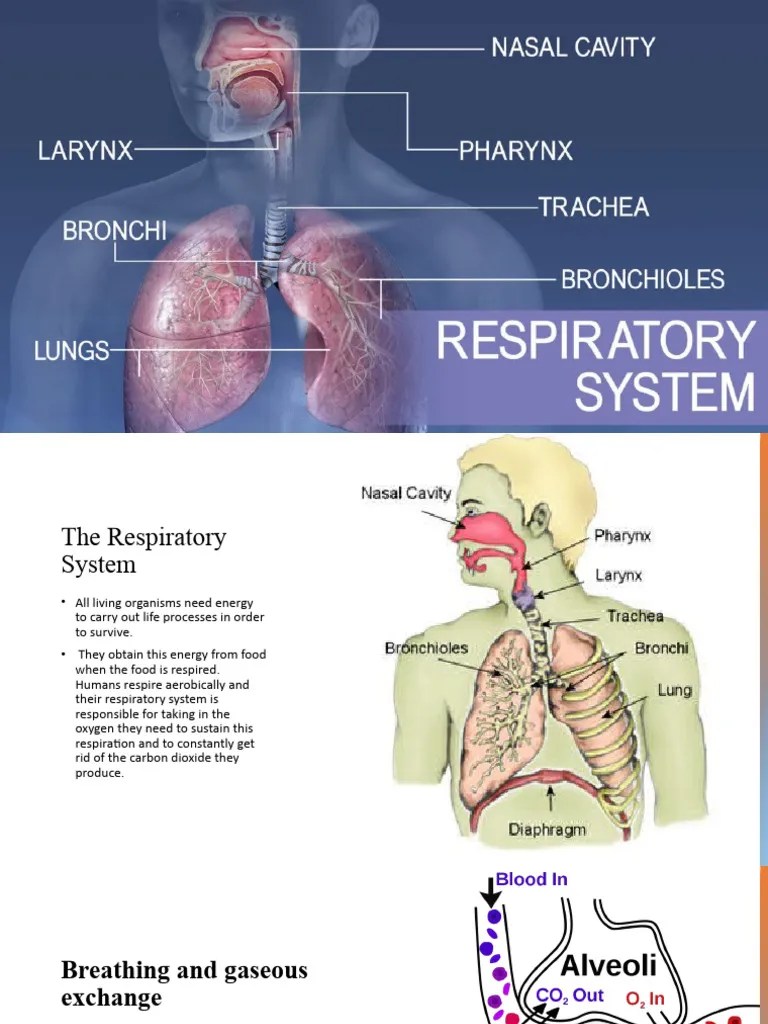Lecture 4 THE RESPIRATORY SYSTEM | PDF | Lung | Respiratory Tract