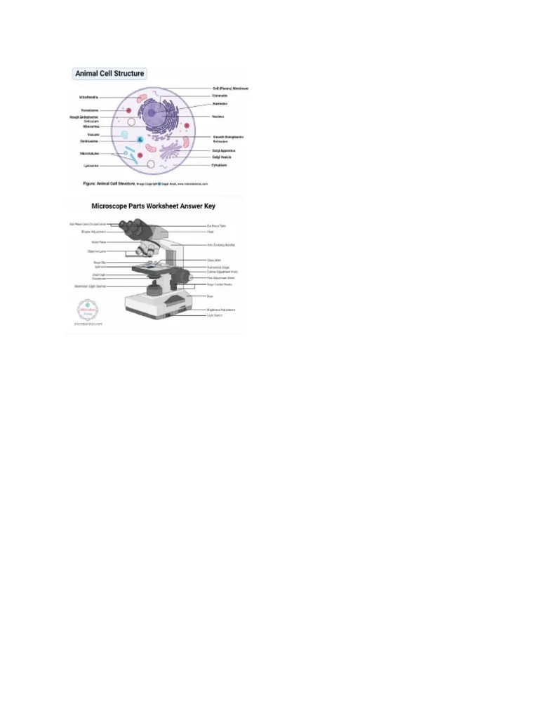 Cell Structure And Microscope Worksheet | PDF