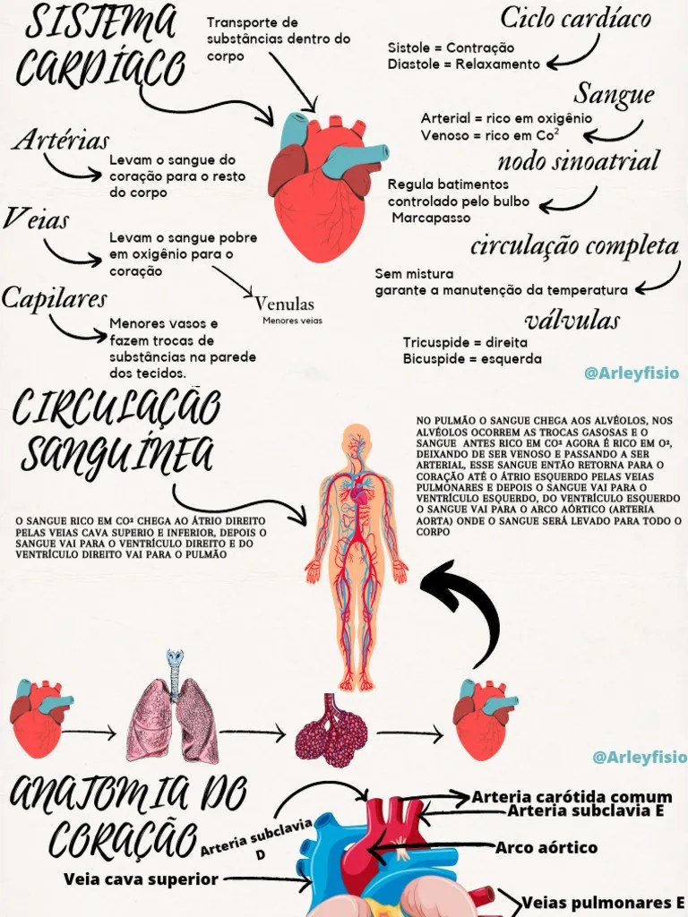 Resumos Do Sistema Cardiovascular | PDF | Coração | Veia