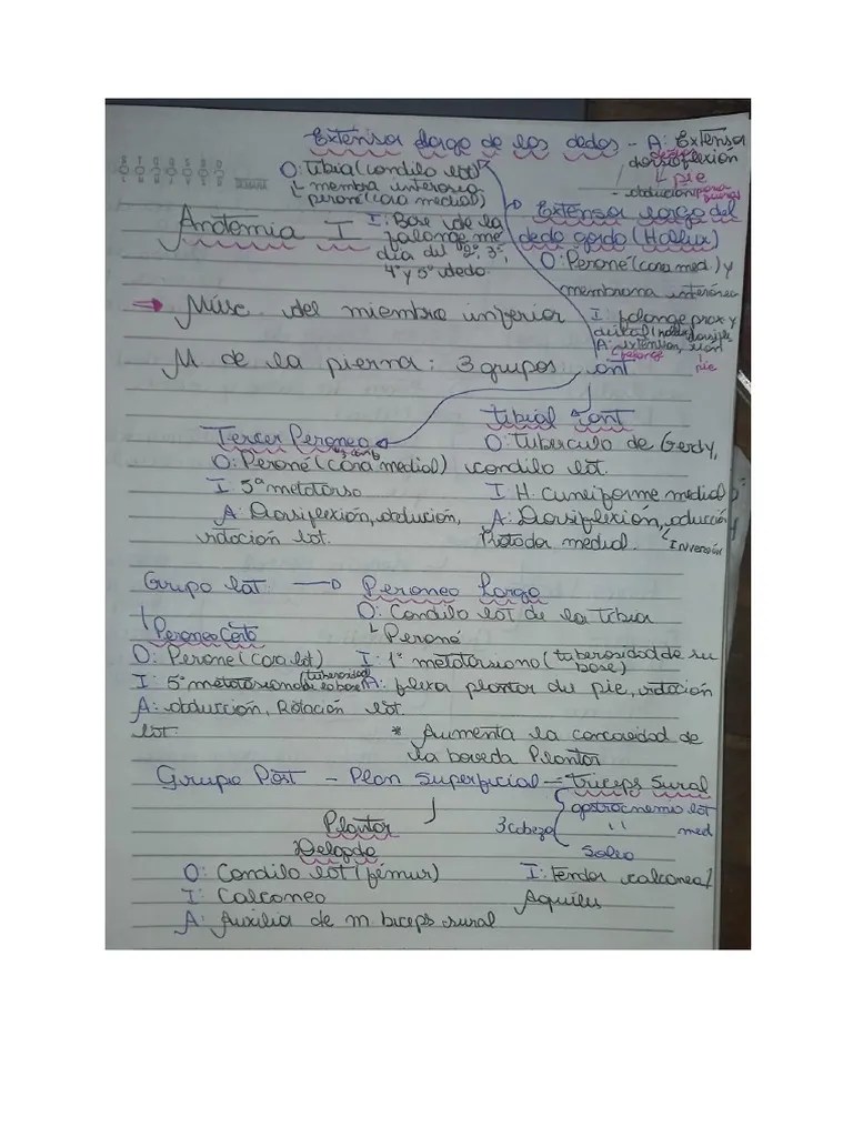 Músculos Del Miembro Inferior - Pierna Y Pie | PDF